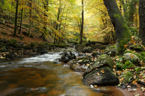 Agua y Foresta